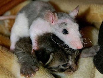 ��������� ��������, ��� ��������� ����� ���, ����� �� ��� �������