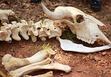 На набережной в Иванове нашли закопанные кости