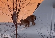 ���������� ���� � �������� �������� � ������� � ���������� �������