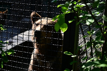 В Ивановской области к жителям ещё одного посёлка заглянули дикие медведи