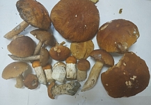 ������ ���������� �������� ������� ���� ������� ��������