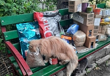 Ивановцы отвезли гуманитарную помощь для кошек в Мариуполь