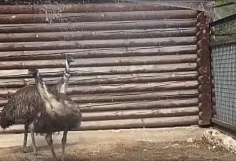 ��������� ����������� �������� ��������� �� ���� ��� ���������� �����