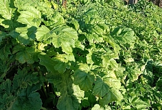 � ���������� ������� ������������ �������� ������ �������� ��������