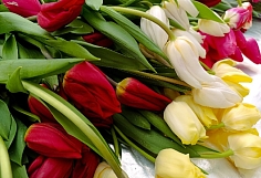 ������� ������� ����� ���������������� ��������