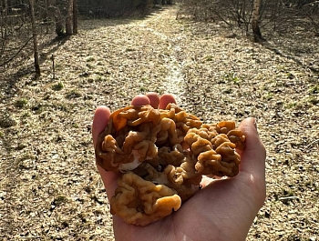 � ���������� ������ ���������� ���������� �����