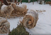 ����������� �������� �������� ������ ���� �������� ����� ����� ����