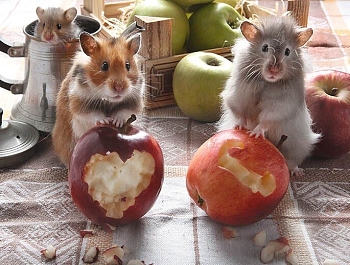 ��������� ��������, ��� ��������� ����� ���, ����� �� ��� �������