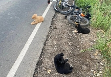 На трассу в Ивановской области выбросили щенков