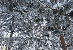 �� ���������� ������� ���� ���������� ������ �� -36 ��������