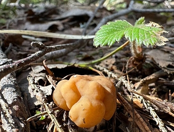 � ���������� ������ ���������� ���������� �����