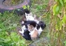 Иваново, кошка с котятами на улице