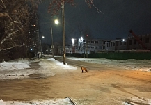 У окраин Иванова заметили охотящихся лис