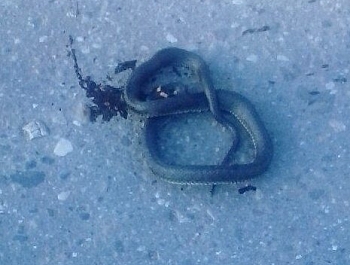 �������� ����� � ���������� ������� ���������� ����