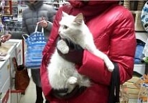 Белая кошка на пл.Революции в Иванове