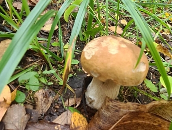 ��� ������� ������� �������� ������� ��-�� ������