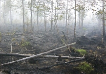 В Ивановской области вспыхнуло 40 000 квадратных метров леса