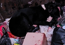 В Иванове изрубили собаку и выбросили в мусорный контейнер
