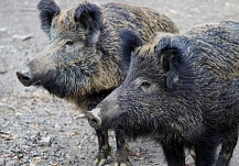 В Ивановской области сняли карантин по африканской чуме свиней
