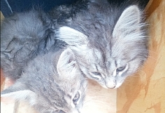 � ������� ����������� ������ ��������� 15 ��������� �� ������ ����� � ����������