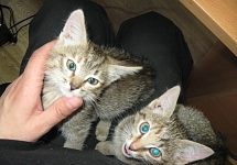 В центре Иванова спасли двух замерзавших брошенных домашних котят