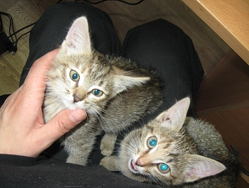 � ������ ������� ������ ���� ����������� ��������� �������� �����