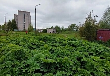 Большие территории в Иванове «захватило» опасное растение 