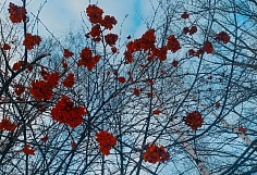 � ������ ���������� ������� ���������� �������� �� ��� �����