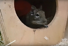 ����������� ���������������� ���� ������ �� ������ � �������