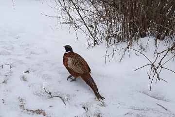 В городе Ивановской области запечатлели нашествие фазанов