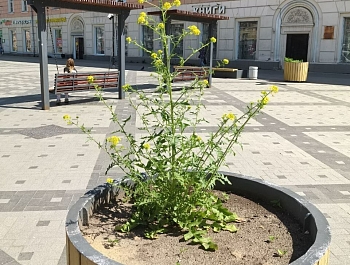 ������ ������� ���������� �������� �� ������