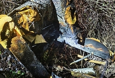 ������ ������� �������� � �������� ����� ������