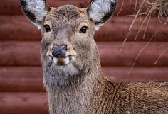 ��������� ����� �� ����������� �������� ��������� ������� ����� �� ������