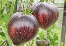 ���������� ����� ������� � ���������� ��������� 