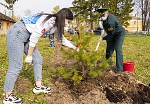 В Ивановской области высадят более 150 тысяч деревьев 