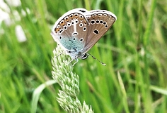 � ���������� ������� ������� ������ ������ � �������