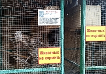 Наказанная жительница Иванова не пришла чистить клетки в зоопарк