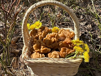 � ���������� ������ ���������� ���������� �����