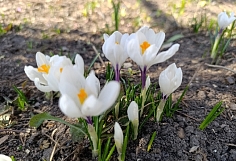 ������ � ���������� ������� �������� ������