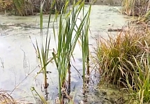 � �������� ��������� �� �� ����� ���������