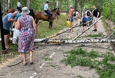 В городком парке Иванова на женщину упало дерево
