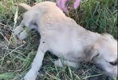 На трассе в Ивановской области изуродовали собаку