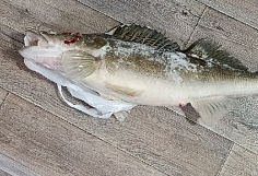� ���������� ��������� ������� �����